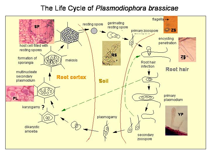  1  Plasmodiophora brassicae Life%20cycle