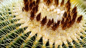 Nahaufnahme der Dornen des Kaktus Echinocactus grusonii