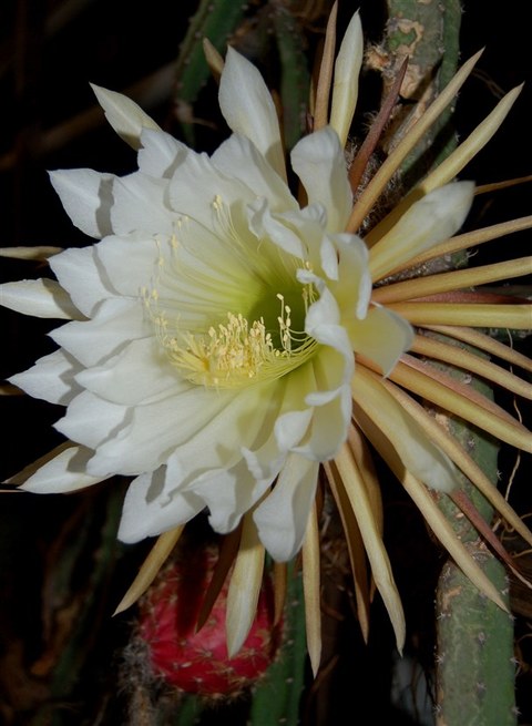Foto der großen weißen Blüte des Kaktus "Königin der Nacht"