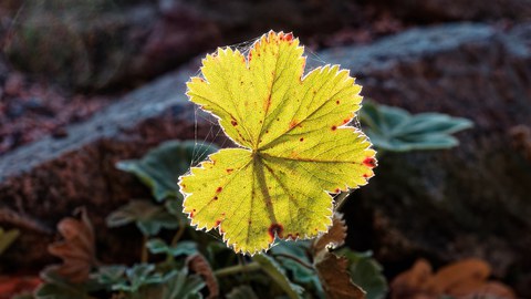 von der Sonne durchleuchtetes nahezu rundes Blatt mit gewelltem Rand