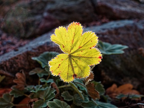 von der Sonne durchleuchtetes nahezu rundes Blatt mit gewelltem Rand