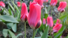 geschlossene Tulpen mit rosroten, am Ansatz dunkelroten Blütenblätten