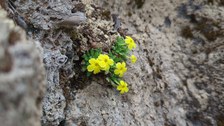 Gelbe Blütenpflanze im Alpinum