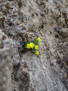 Gelbe Blütenpflanze im Alpinum