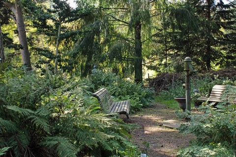 Die Farngrotte im Botanischen Garten lädt zum Verweilen ein.