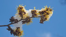 Blüten von Hamamelis mollis