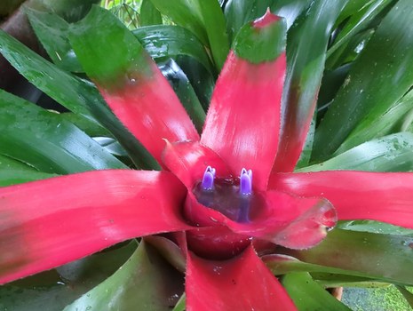 Pink leuchtende Blätter eines Bromelientrichters