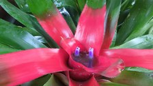 Pink leuchtende Blätter eines Bromelientrichters