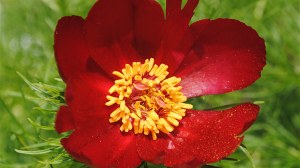 Foto einer roten Blüte der Pfingstrose Paeonia tenuifolia