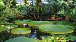 Die Riesenseerose im Gewächshaus des Botanischen Gartens