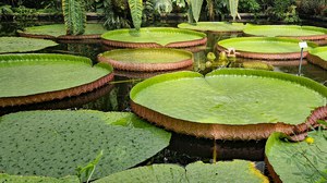 Die Riesenseerose Victoria amazonica wächst im Victoriahaus des Botanischen Gartens.
