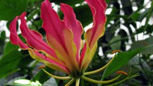 Foto der rot-gelben Blüte der Ruhmeskrone Gloriosa superba