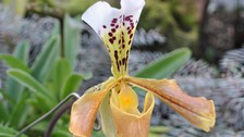 Foto der Venusschuh-Orchidee PAPHIOPEDILUM GRATRIXIANUM 