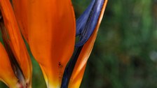 Detailfoto der Blüte von Strelitzia reginae