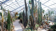 Foto des Amerika-Bereichs im Wüstenpflanzenhaus mit zahlreichen Säulenkakteen.