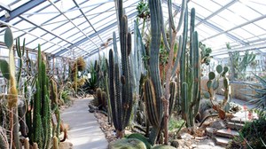 Foto des Amerika-Bereichs im Wüstenpflanzenhaus mit zahlreichen Säulenkakteen.