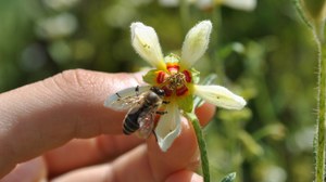 Biene auf Blüte von Nasa triphylla