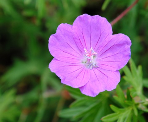 Geranium sanguineum - Bluter Storchschnabel