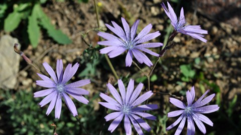 Lactuca perennis - Blauer Lattich