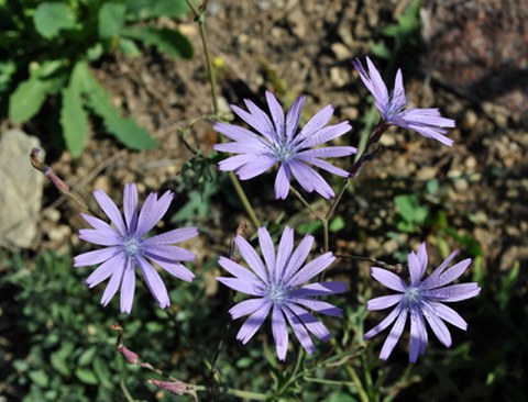 Lactuca perennis - Blauer Lattich