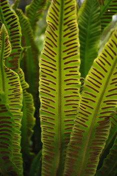 Foto der Blattunterseiten des Hirschzungenfarns mit länglichen Sori