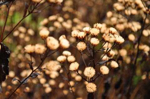 Foto der Fruchtstände von Aster schreberi