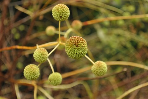 Foto der kugeligen Fruchtstände der Gemeinen Kopfblume