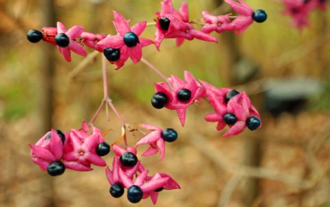 Foto der Früchte von Clerodendum trichotomum mit sternförmigen, intensiv rosafarbenen Kelchblättern an der Basis der runden dunkelblauen Steinfrüchten.