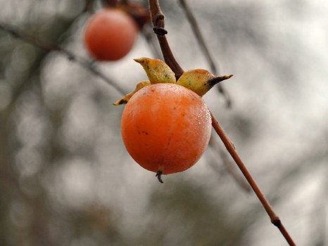 Foto der orangen Früchte der Virginischen Dattelpflaume