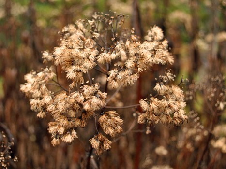 Foto der Fruchtstände von Eupatorium fistulosum