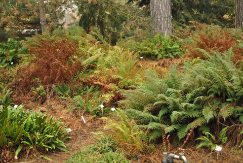 Foto von Farnen unterschiedlicher Größe, Farbe und Wuchsform