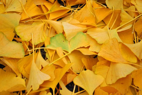 Foto von herabgefallenem, gelben Laub des Ginkgos