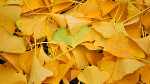 Foto von herabgefallenem, gelben Laub des Ginkgos