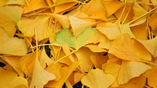 Foto von herabgefallenem, gelben Laub des Ginkgos