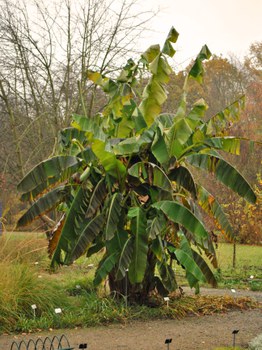 Foto der Bananenpflanze Musa basjoo 