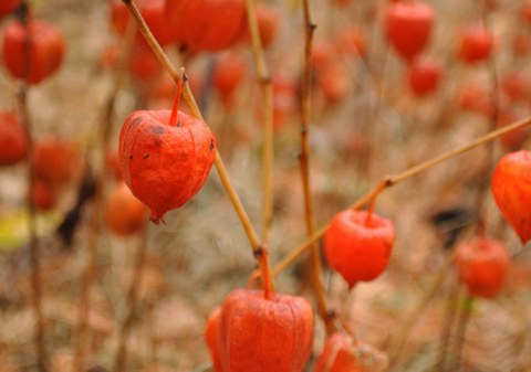 Foto von orangefarbenen Früchten der Wilden Blasenkirsche.