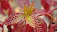 Foto von rot gefärbten Blättern der Amerikanischen Kermesbeere
