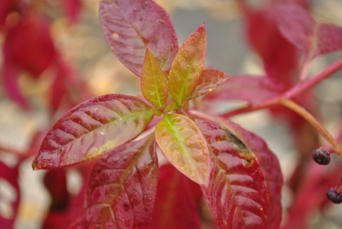 Foto von rot gefärbten Blättern der Amerikanischen Kermesbeere
