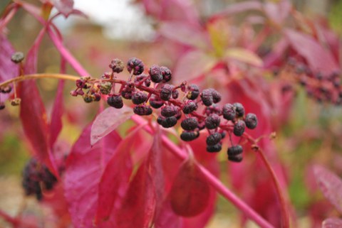 Foto der dunkel-violetten Früchte der Kermesbeere