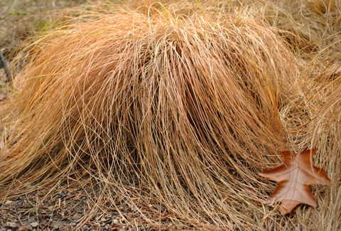 Foto des Prärietropfengras