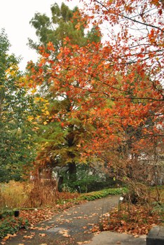 Foto des Tertiär-Reviers mit herbstlicher Blattfärbung