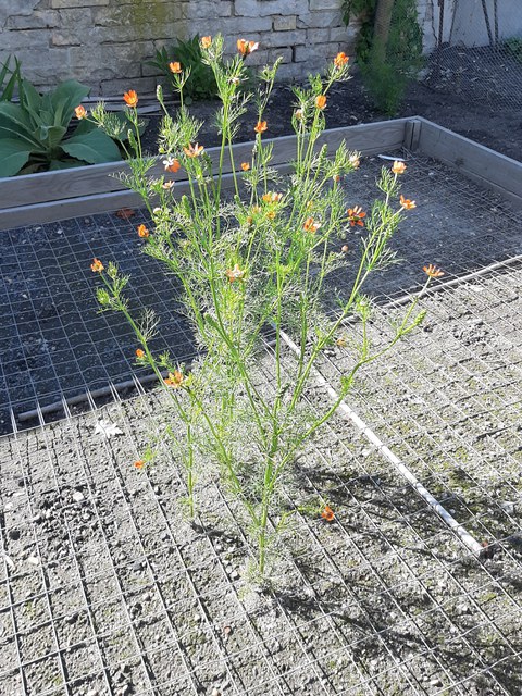 Foto des Sommer-Adonisröschen in der Erhaltungskultur. Auf dem Erdboden liegt ein Metallgitter, durch das vier Pflanzen wachsen.