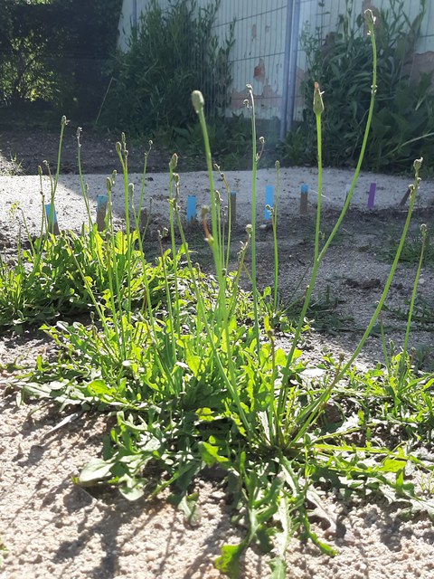 Foto des Kahlen Ferkelkrauts in der Erhaltungskultur im Botanischen Garten. Aus den bodenständigen Blattrosetten wachsen die Blütenstengel empor.