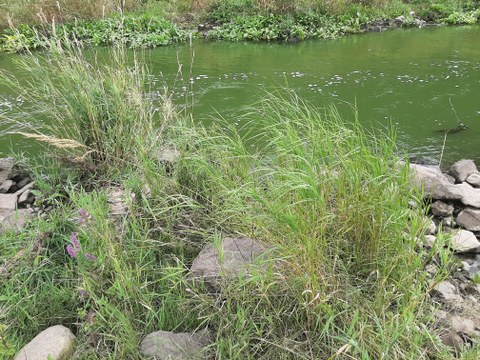 Foto vom Sächsischen Reitgras, das an einem Flussufer zwischen Steinen wächst.