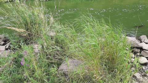 Foto vom Sächsischen Reitgras, das an einem Flussufer zwischen Steinen wächst.