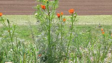 Foto eines Sommer-Adonisröschens, das am Feldrand wächst-
