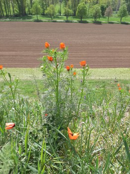 Foto eines Sommer-Adonisröschens, das am Feldrand wächst-