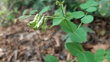 Foto der Erbsen-Wicke am natürlichen Standort im Wald