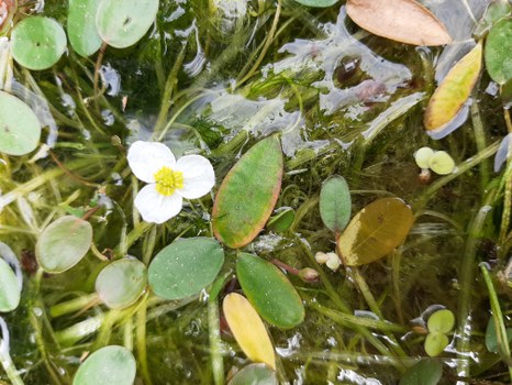 Foto einer Erhaltungskultur des weiß blühenden Froschkrauts.