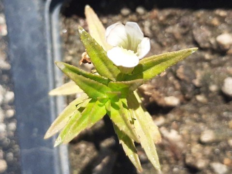 Foto einer blühenden Jungpflanze des Gottes-Gnadenkrauts